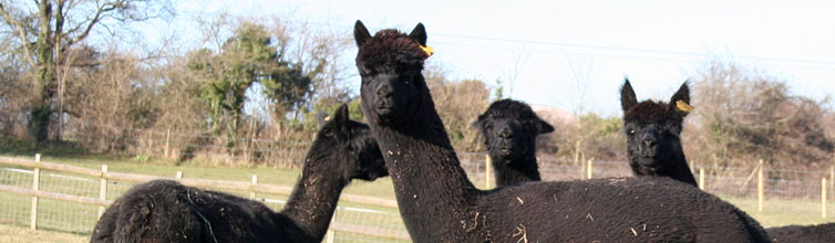 Tai Wind Alpacas